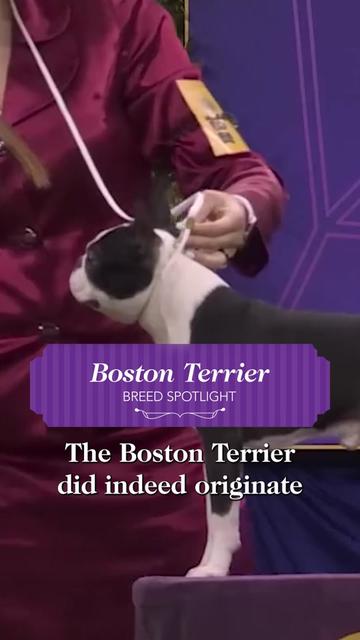 @Westminster Kennel Club