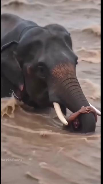 @Animal Antics