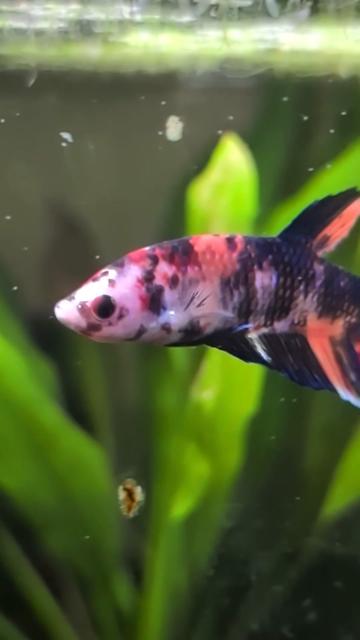 @Wicked Bettas