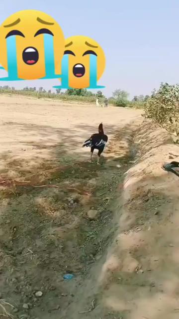 @lovely rajpoot😎