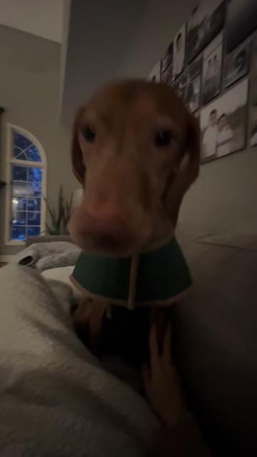 @Brookie The Vizsla