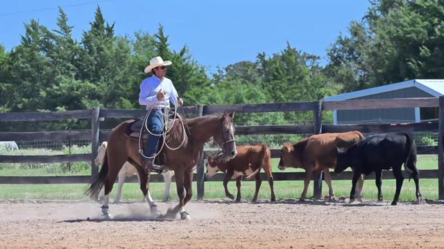 @HD Performance Horses