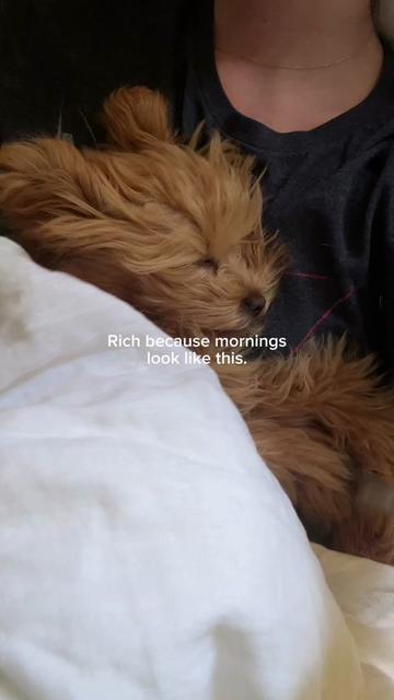 @Honey The Pomapoo 🧸