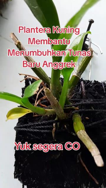 @Ambar healthy herbapedia