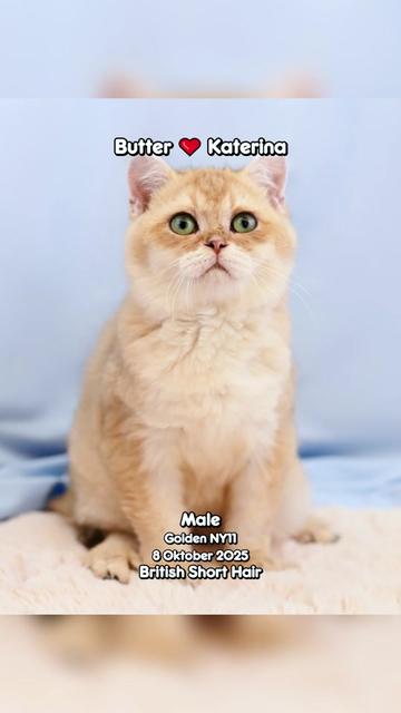 @dutchthebritishcat