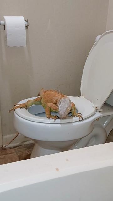 @Jimmy4 🦖