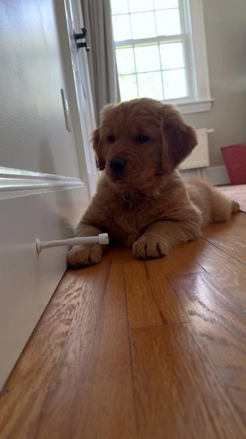 @Rooster The Red Retriever