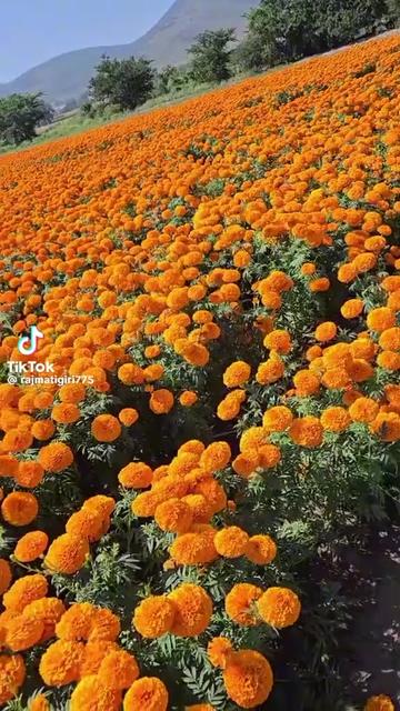@Prema Budhathoki