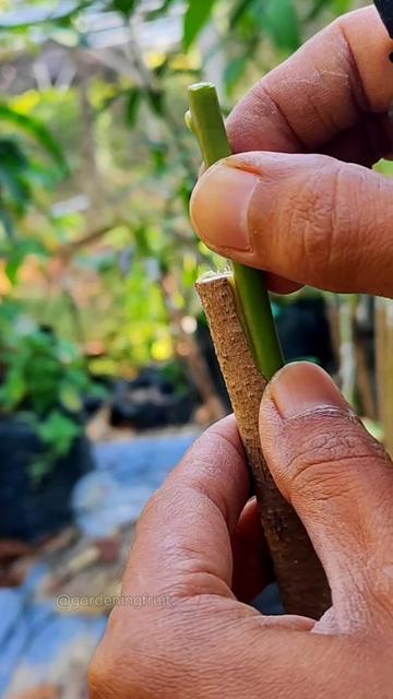 @GardeningFruits