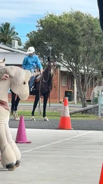 @Horses TikTok