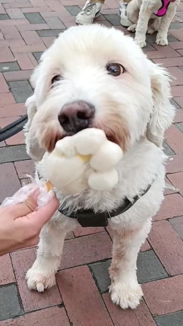 @Doggy Cream