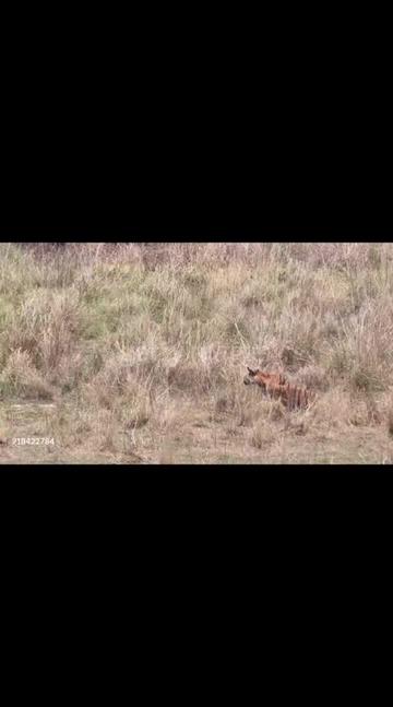 @oso