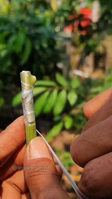 @GardeningFruits