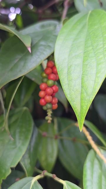 @Dicas e Receitas Naturais