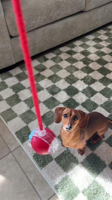 @Slinky Severus-Doo