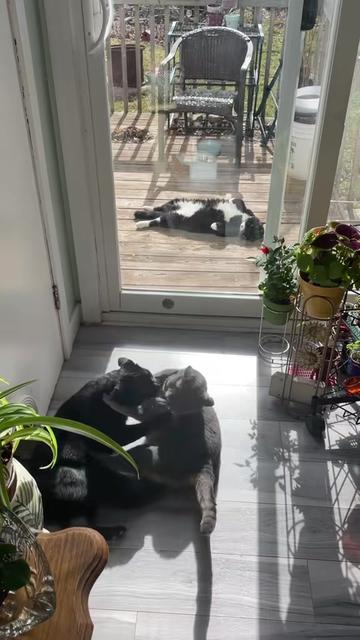 @Reznor_the_cat🪽