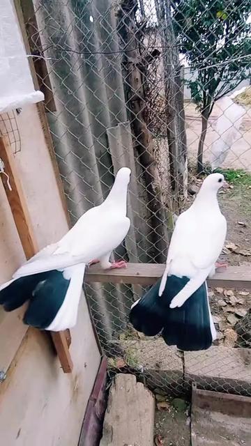 @HESENLİ.R 059
