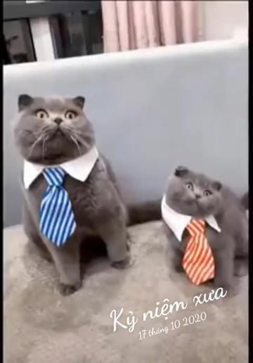 @JBN CATS