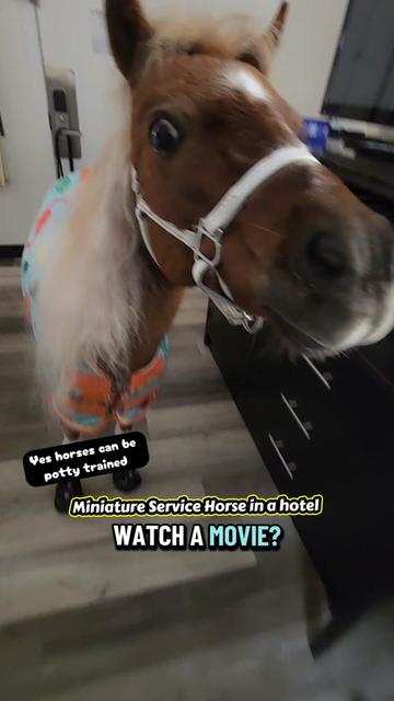 @minihorsemomandtrainer🐴🐴🐴🐴