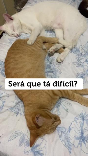 @Karoleos12gatos
