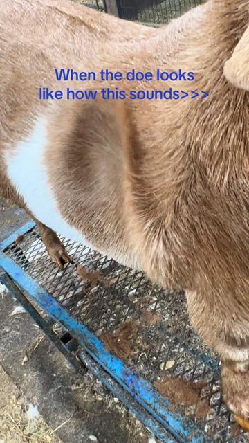 @Klein Kraal Farm🐐
