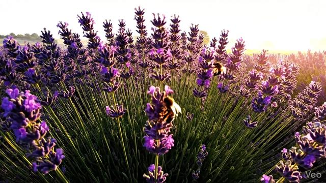 @VirtualVoyager
