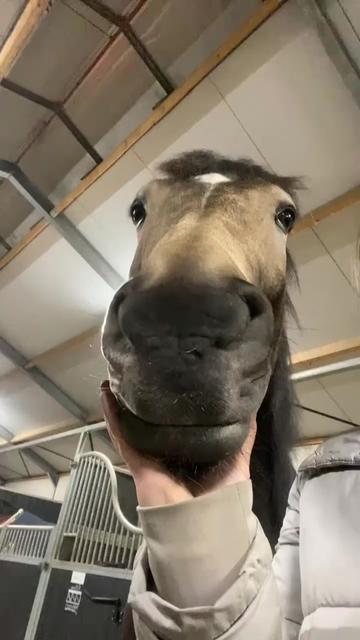 @Horses TikTok