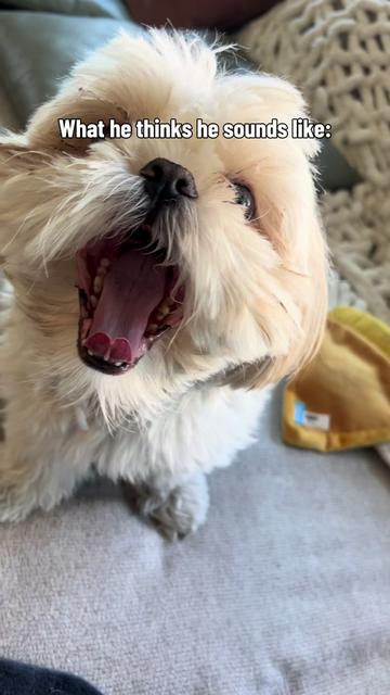 @Hugh the Shih Tzu