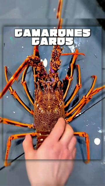 @DataShock