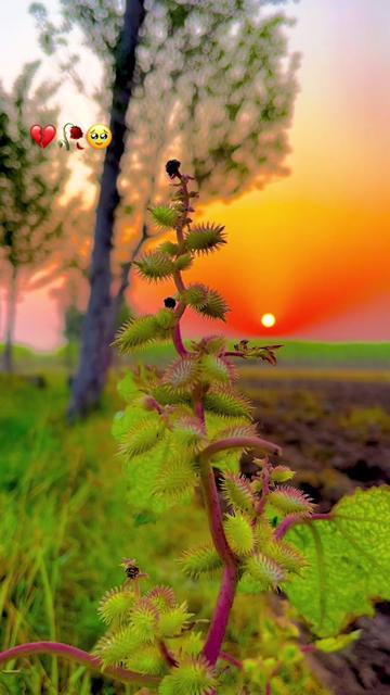 @🌾میں۔ میرا۔ پنڈ🎋