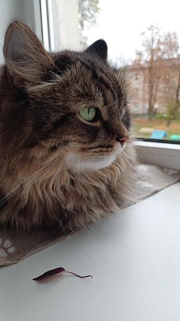 @cat_bayun_