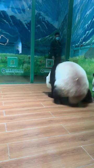 @熊猫妹珠🐼