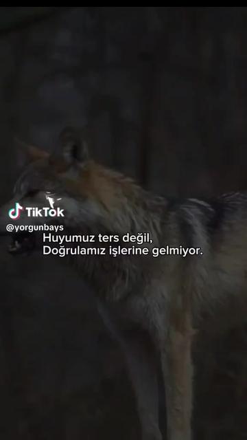 @ᴍᴜʜsɪ̇ɴ ɢᴏ̈ᴋᴀʟ🇹🇷