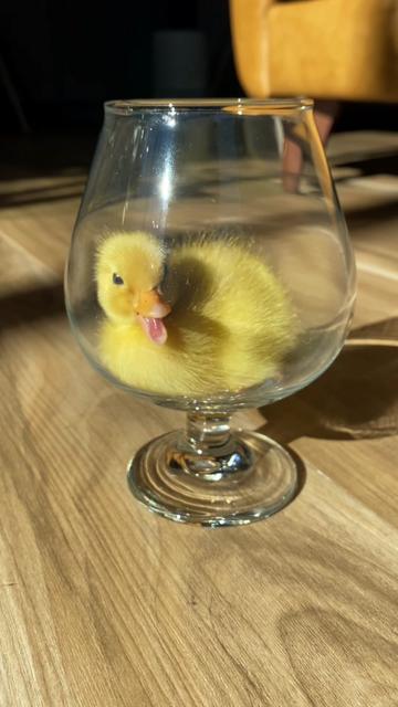@ducks_in_space🪿🪿💦