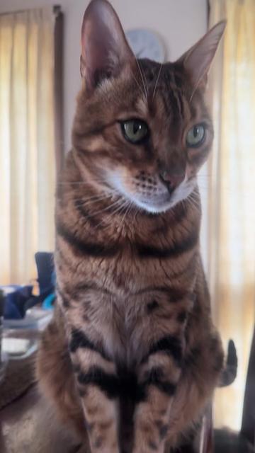 @TiggerthebrownBengal🇦🇺