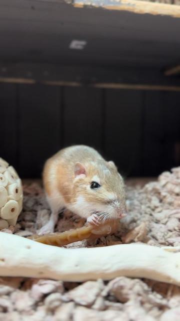 @Tiny Tails Mousery
