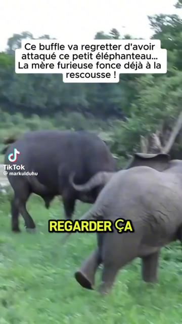 @Antoine frau