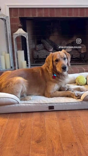 @Charlie the Golden