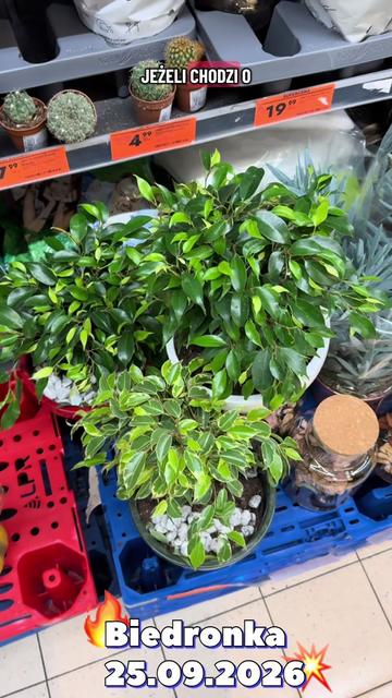 @maciej.plants