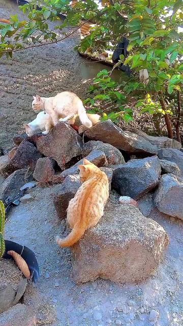 @Biru Cat's Family