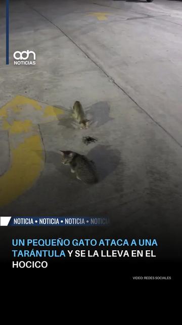 @adn Noticias