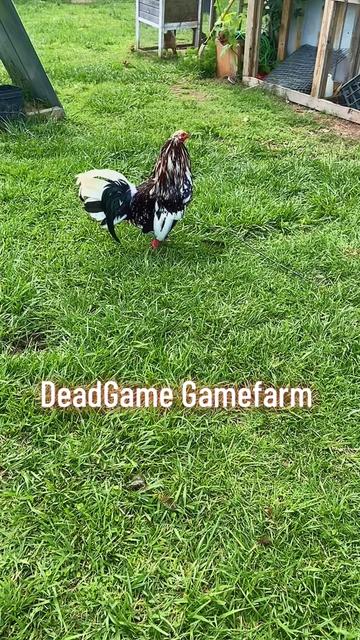 @DeadGame.Gamefarm