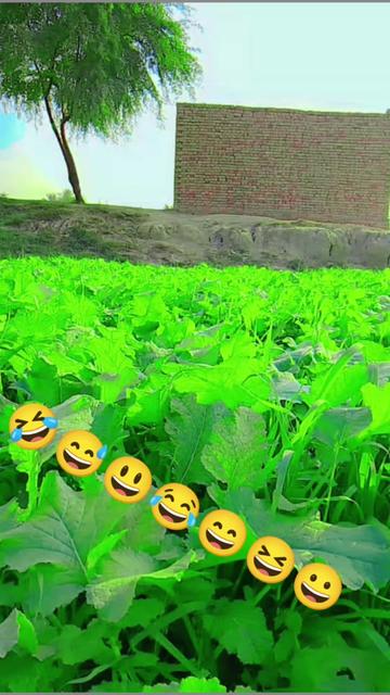 @bhai jaan