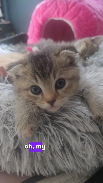 @Brittany's Beauties Kittens