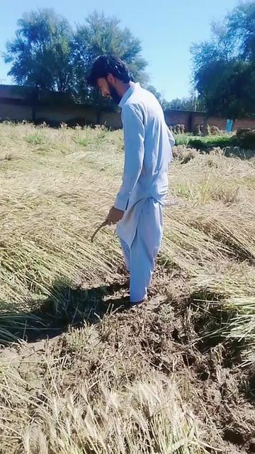 @rehanwazir546