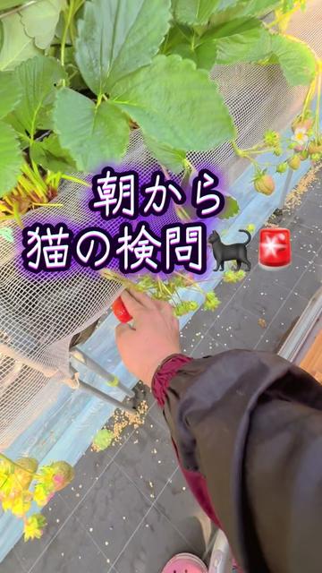 @JUNðð蟲家ã®ãªãã¿ã³