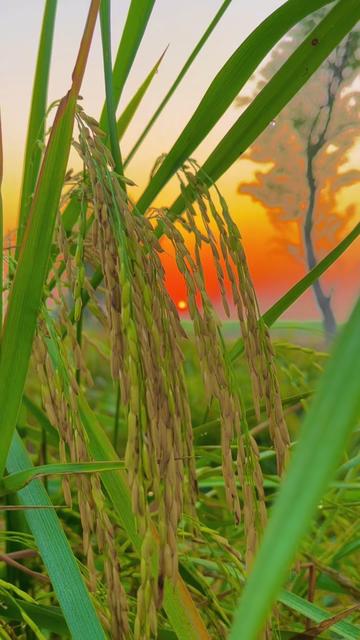 @🌾میں۔ میرا۔ پنڈ🎋