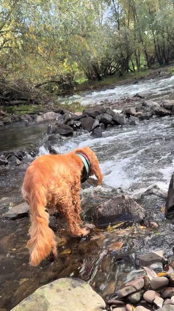@DogWalk78