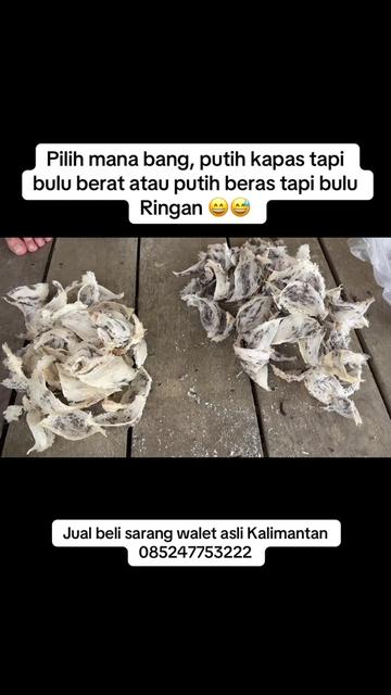 @Walet Rimba Kalimantan