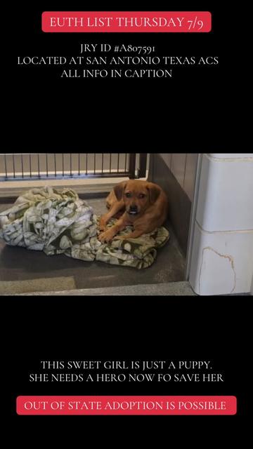 @@rescuedogs911